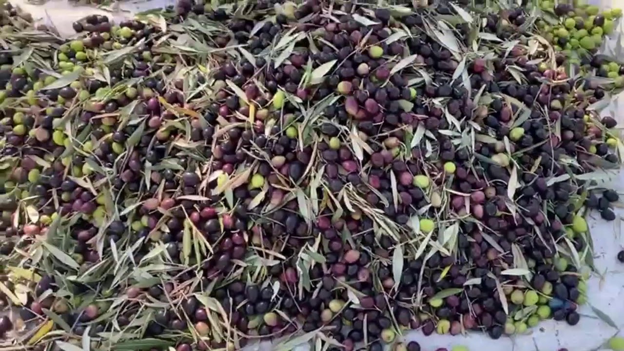 موسم جني الزيتون(الذهب الاخضر) بمنطقة عين مديونة اقليم تاونات