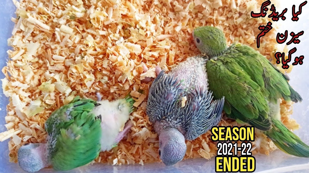 Ringneck Breeding Season Ended? | Last Chicks of Season | Voice of Animalia