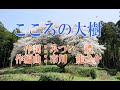 オリジナル演歌【こころの大樹】カラオケ