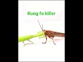 Praying mantis vs grasshopper