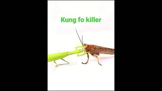 praying mantis vs grasshopper