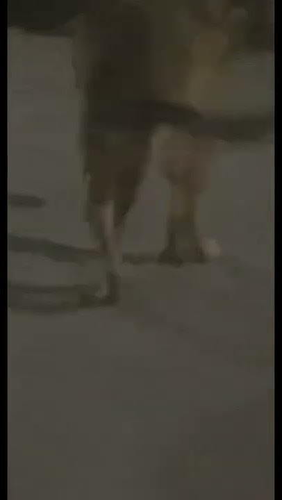 dog-broke-his-leg-in-a-fight-youtube
