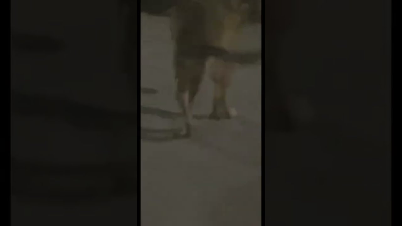 Dog Broke His Leg In A Fight YouTube Dog Broke His Leg In A Fight YouTube