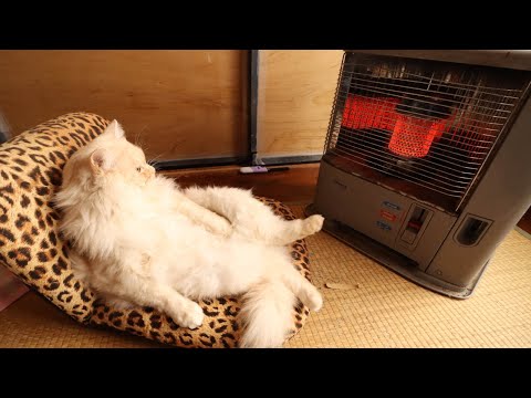 反射式ストーブの前でおすわり猫 220124