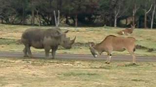 Rhino Vs Antelope