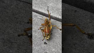 GIANT GRASSHOPPER!😱#grasshopper #grasshoppers #insect #bugs #animals #fyp