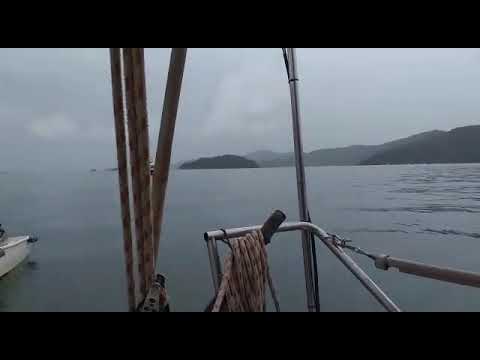Golfinhos visitando em frente ao Cais de Turismo num dia chuvoso! Vivendo a Bordo de um Veleiro