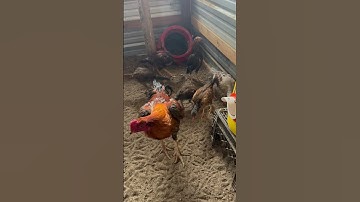 Qaib 10lbs Qaib dummer! #thairooster #chicken #qaibthai #rooster #bantam #qaib #thairooster #chicken