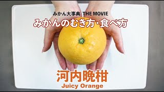 【河内晩柑】河内晩柑（ジューシーオレンジ）の皮のむき方・食べ方【のま果樹園】愛媛みかん