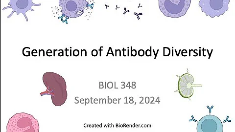 Immunology Fall 2024: Lecture 11 Generation of Antibody Diversity (VDJ Recombination) Part 1