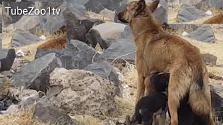 See the mercy of animals, the mother dog. Feeds four of her young children and two others who lost t