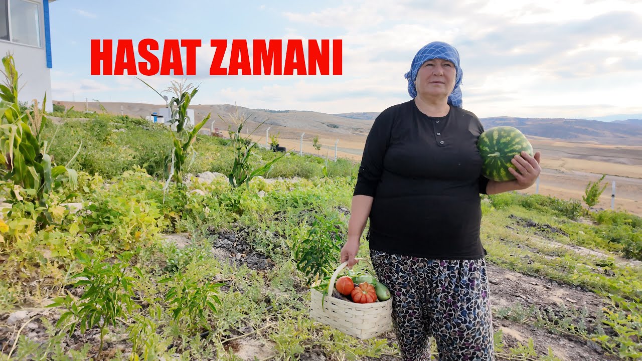 BAHÇEMİZDE HASAT ZAMANI VE BAÇEMİZİ TURLUYORUZ GÜZEL BAHÇEMİZ