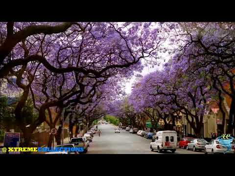 Jacaranda Tree, Pretoria in South Africa