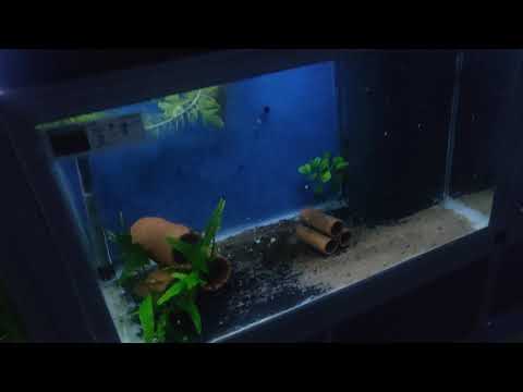 Video: Hvordan Beregne Belysning I Et Akvarium