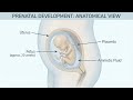 Prenatal Development Explained | Medical 3D Educational Visualization