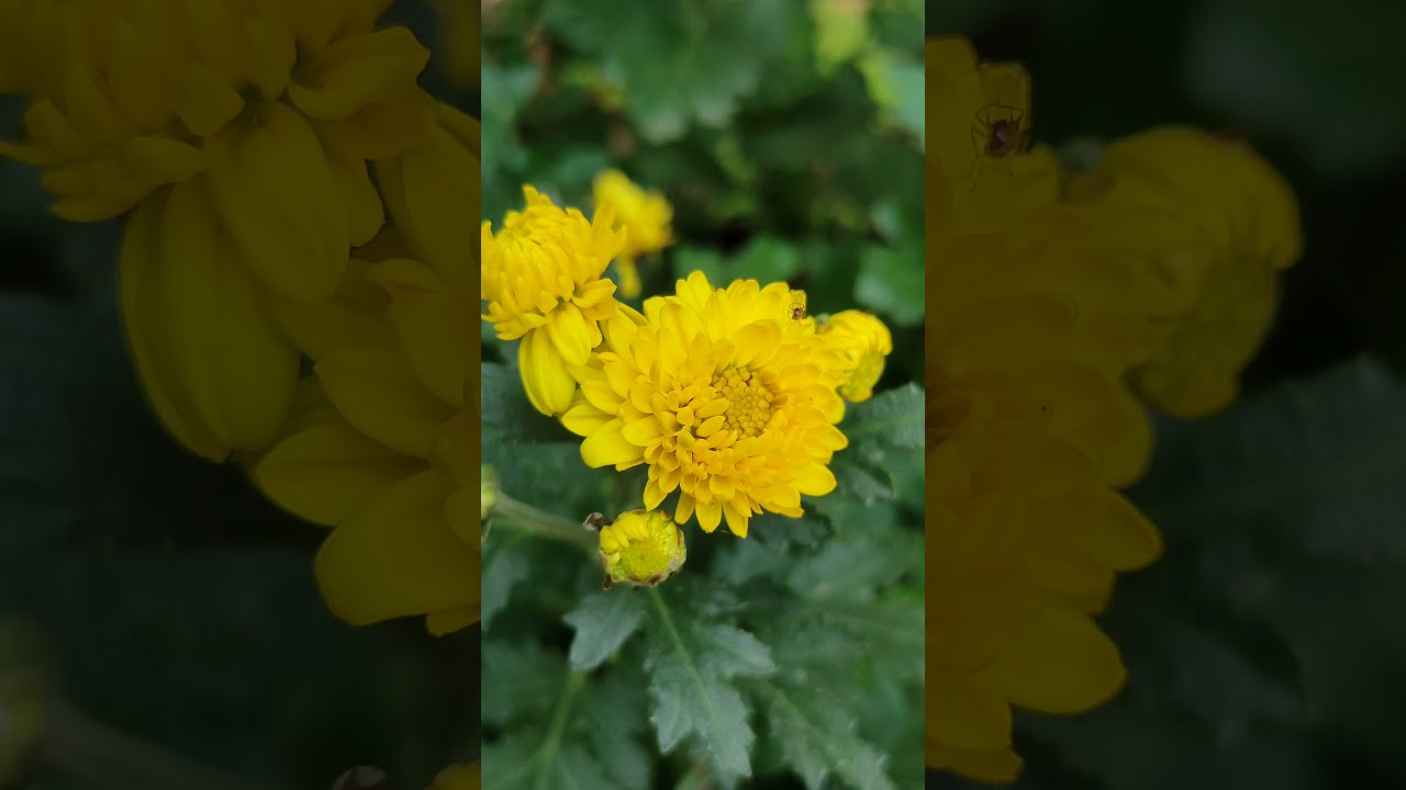 Macro photography shorts | flower macro video HD