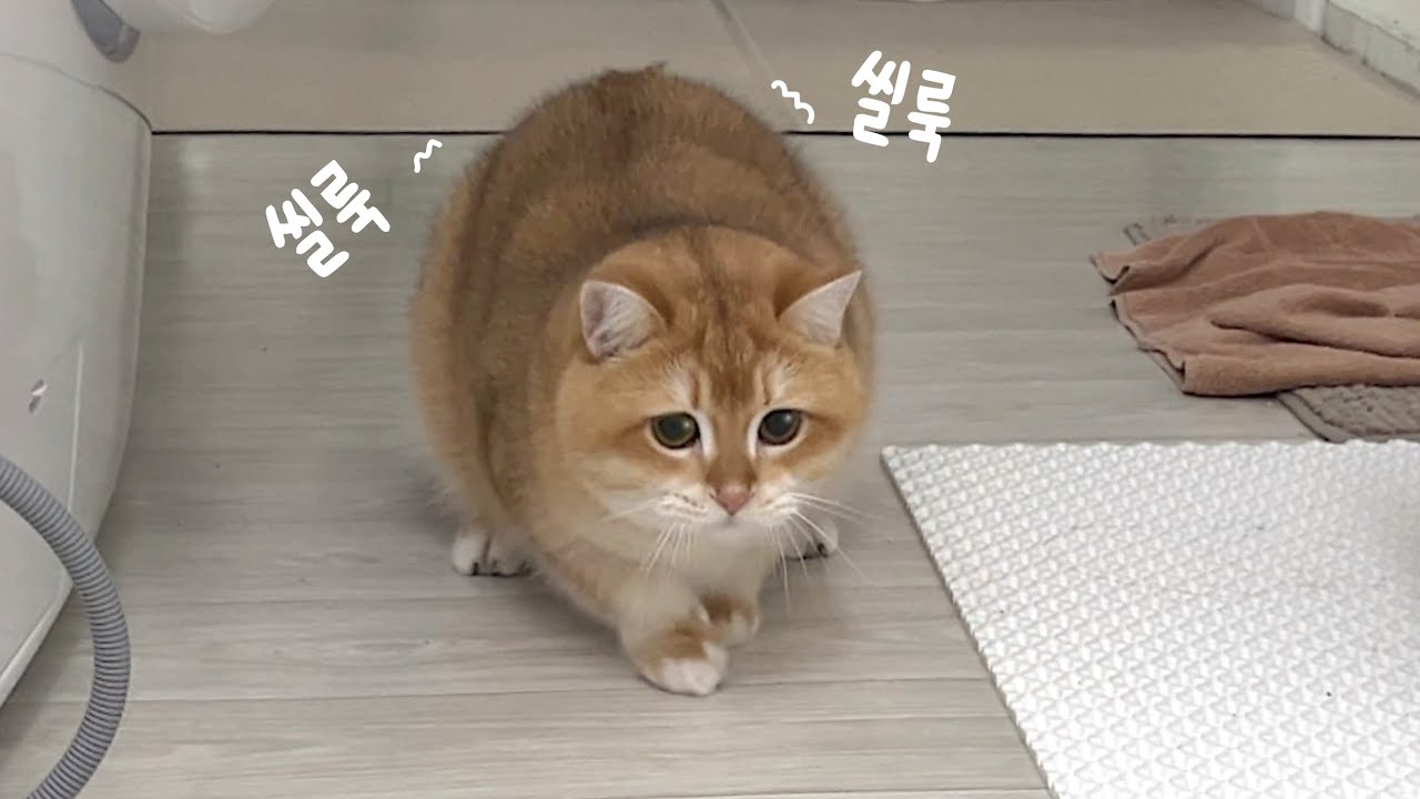 호기심 많은 고양이는 동글해 진다. | 집사의 또간집 추천👩🏻‍🍳,  냥모차 타고 외출, 언니랑 조카 방문 | 고양이 VLOG