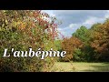 Laubepine