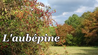 L'AUBEPINE