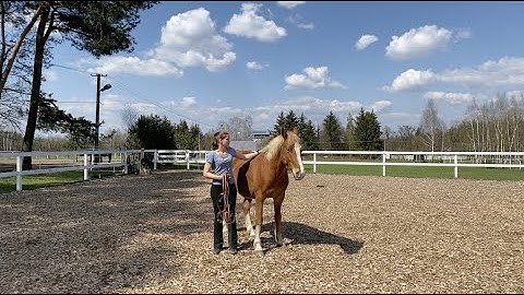 Online clinic Bent Branderup May 15/16 2021, rider introduction Bettina Biolik