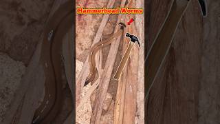 "This Worm NEVER Dies!😱The Shocking Truth Scientists Won’t Tell You!"#shortsfeed#animals#wildlife