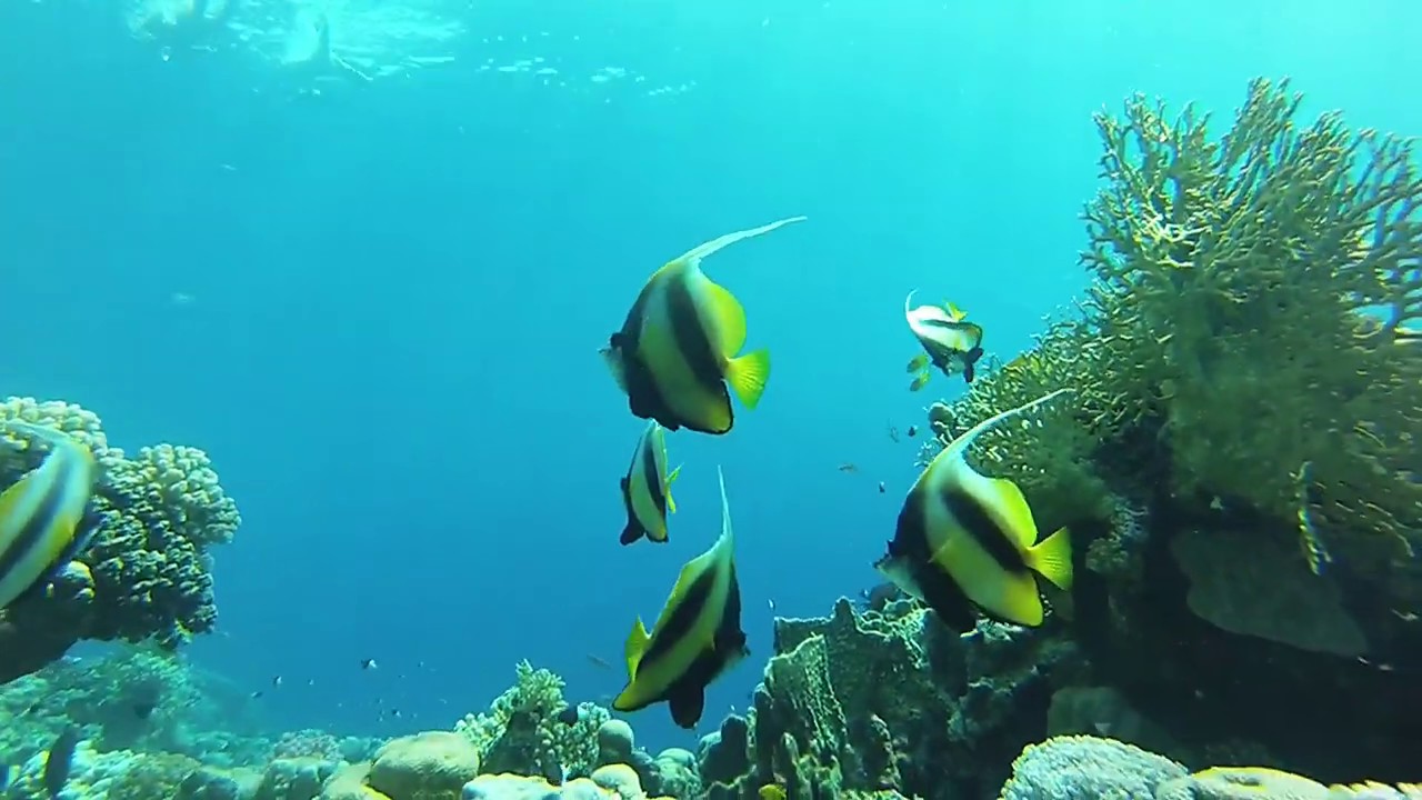 **Monte Carlo Sharm Resort & Spa** Рыбы-бабочки (family Chaetodontidae) // Red Sea (Sharm El Sheikh)