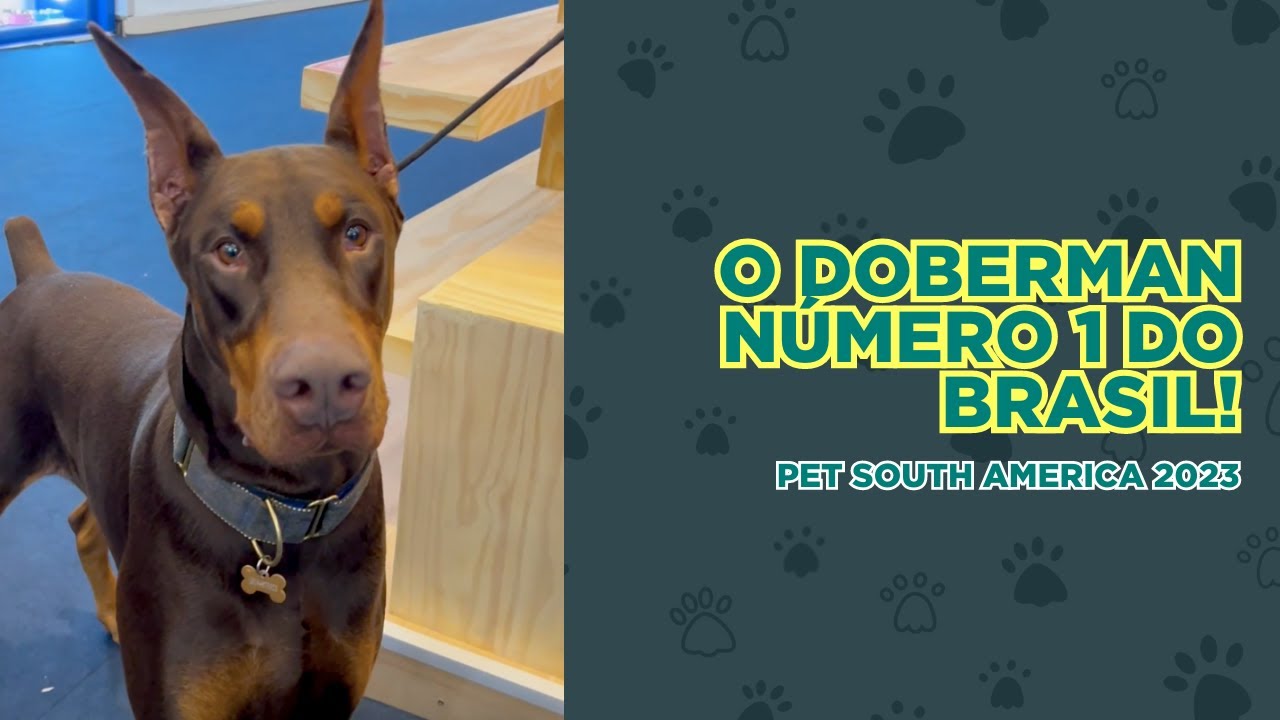 Conheça o Doberman