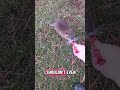 These Bambinos are unruly lol #wildlife #nutria #countrygirl
