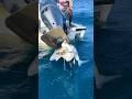 Shark gets stuck in boat propeller  fishing shark ig spearingharry