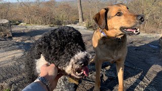 Belle the Portuguese Water Dog explores Turkey Mountain doggyvlog