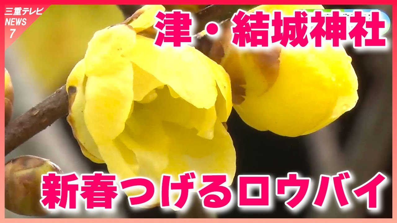 新春を告げる半透明の黄色い花「ロウバイ」 早咲きの梅と合わせて