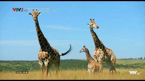[VTVLIFE - THẾ GIỚI ĐỘNG VẬT] - Hươu cao cổ - Những tòa nhà chọc trời biết đi