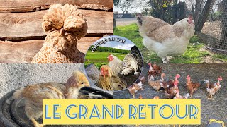 ￼ le grand retour ( nouvelle de l’élevage ￼