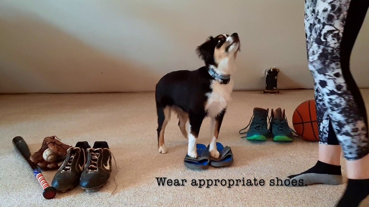 Mini Aussie FLINT'S FITNESS TIPS: Part 3