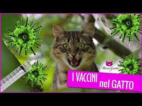 Video: Sarcomi associati ai vaccini nei gatti