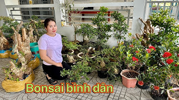 Cây cảnh, bonsai, hoa kiểng chơi Tết đủ loại #0939700449 Thúy An giá bình dân 6/12