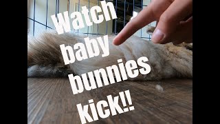 Behavior of very pregnant rabbit. Watch baby bunnies kick!