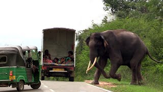 The Wild Tusk Elephant Tried To Attack The Vehicles On The Main Road | Tuskers | Animals | Wildlife