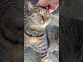 ぐりぐり撫でて貰うと喜ぶ超甘えん坊猫ニャッハー #Shorts