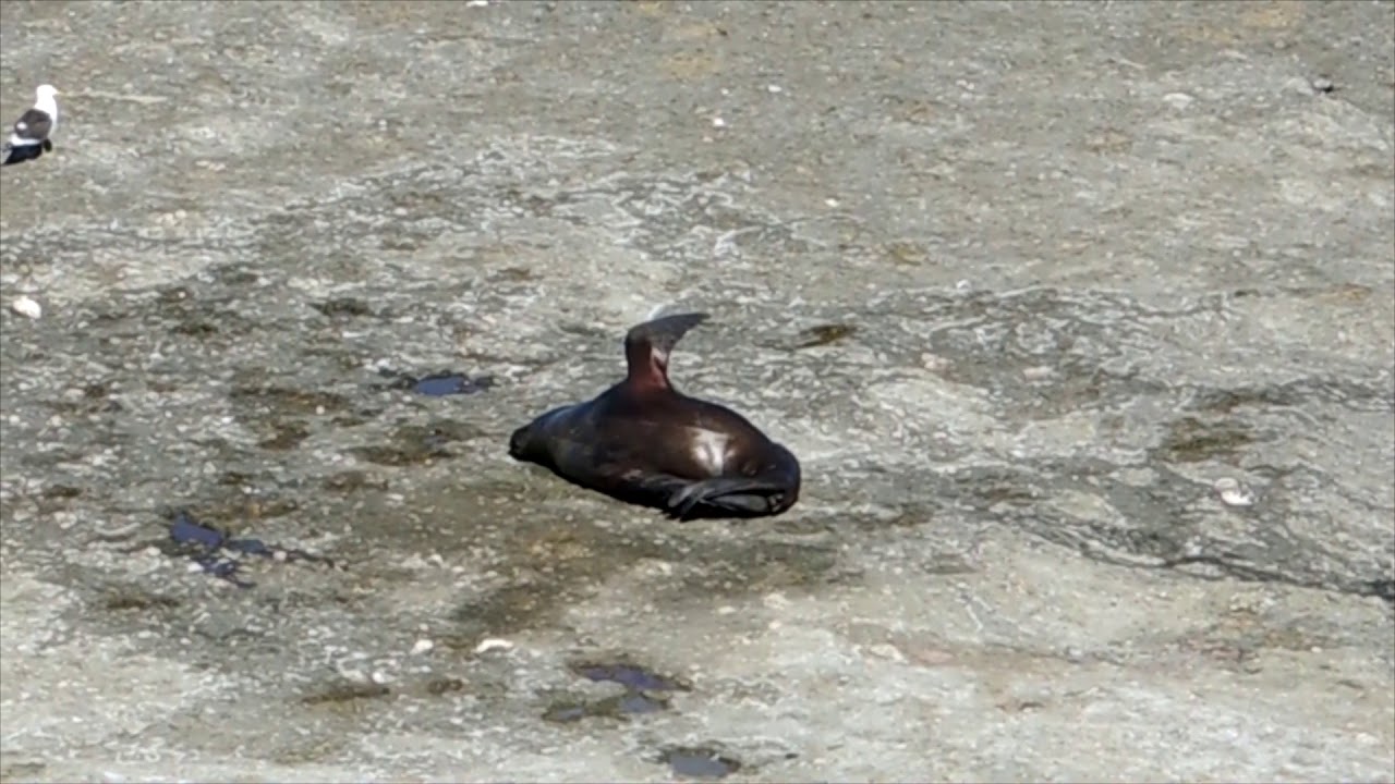 Patagonian Sea Lions