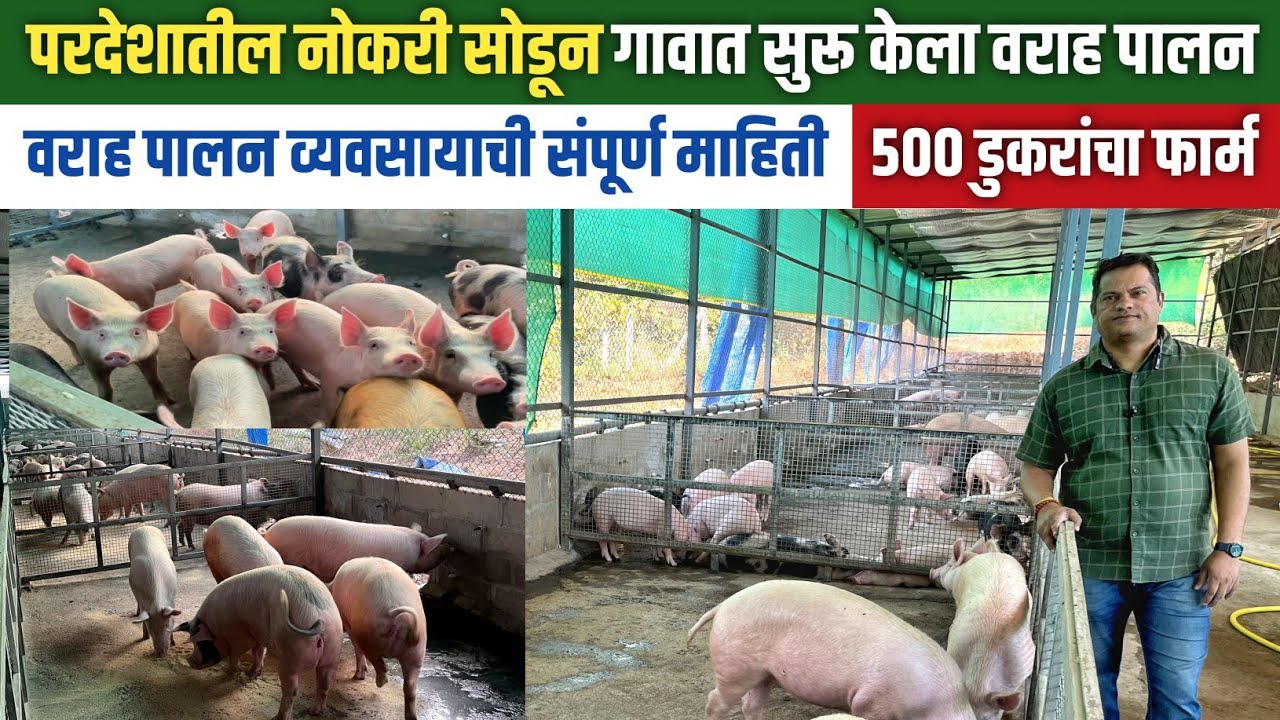 परदेशातील नोकरी सोडून कोकणात उभा केला 500 डुकरांचा फार्म | Pig Farming | Varah palan | Dukkar palan