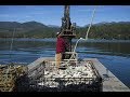 Discovering the Odd Life of Pacific Northwest Oysters ‚Äì and Those Who Farm Them