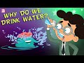 Why Do We Drink Water? | Importance Of Water | Stay Hydrated | The Dr Binocs Show | Peekaboo Kidz