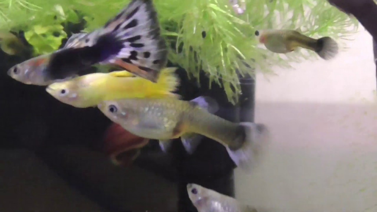 Fish Room Update 12/03/2019