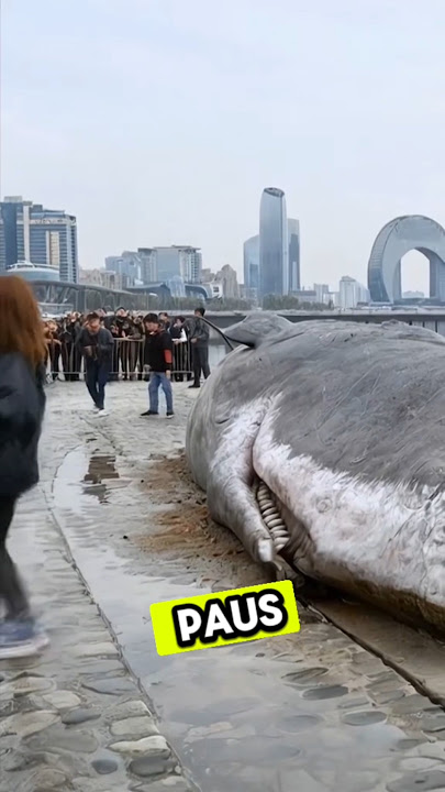 Ikan Paus Terdampar Di Tepi Pantai #shortvideo #ikanpaus