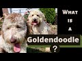 THE TRUTH ABOUT GOLDENDOODLES! IS IT EVEN A REAL BREED?