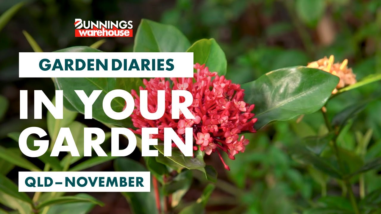 Gardening in November Queensland Bunnings Garden Diary YouTube