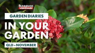 Gardening in November | Queensland | Bunnings Garden Diary