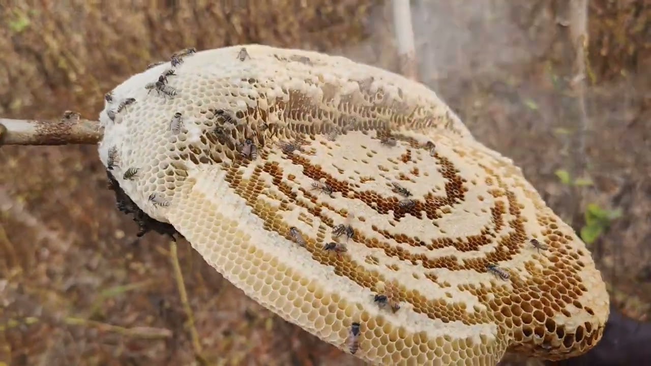 കോൾ  തേനീച്ചയെ പിടിക്കുന്ന കാഴ്ച 🐝🐝