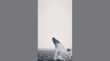 Whale Encounter                       #cinematic #nature #photography #sidefx #houdini #animation
